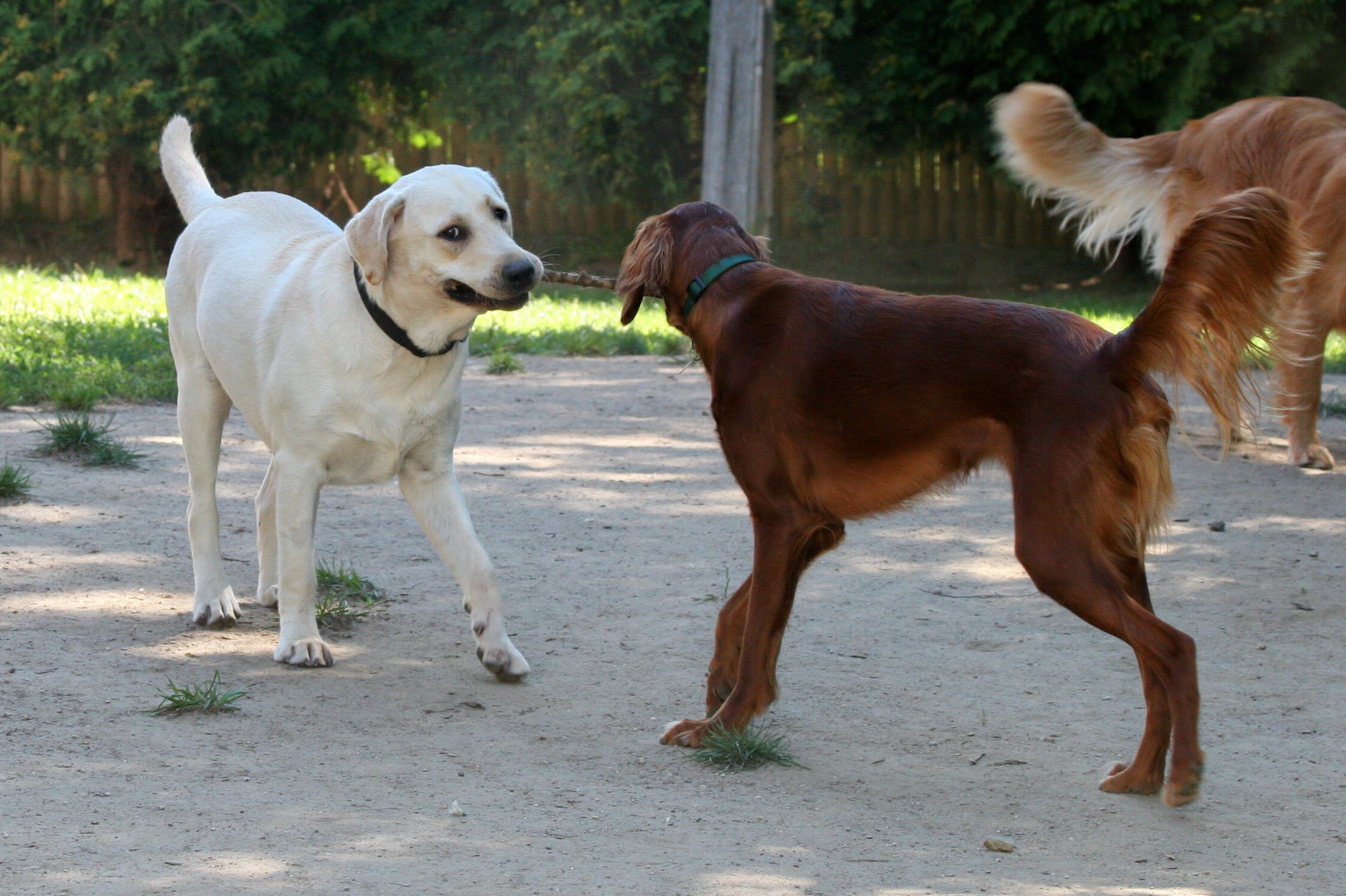 doggie-day-care-policies